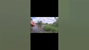Классная поклевка ГОЛАВЛЯ на Воблер Renegade Baby Chub SR. Голавль на спиннинг. Рыбалка на реке